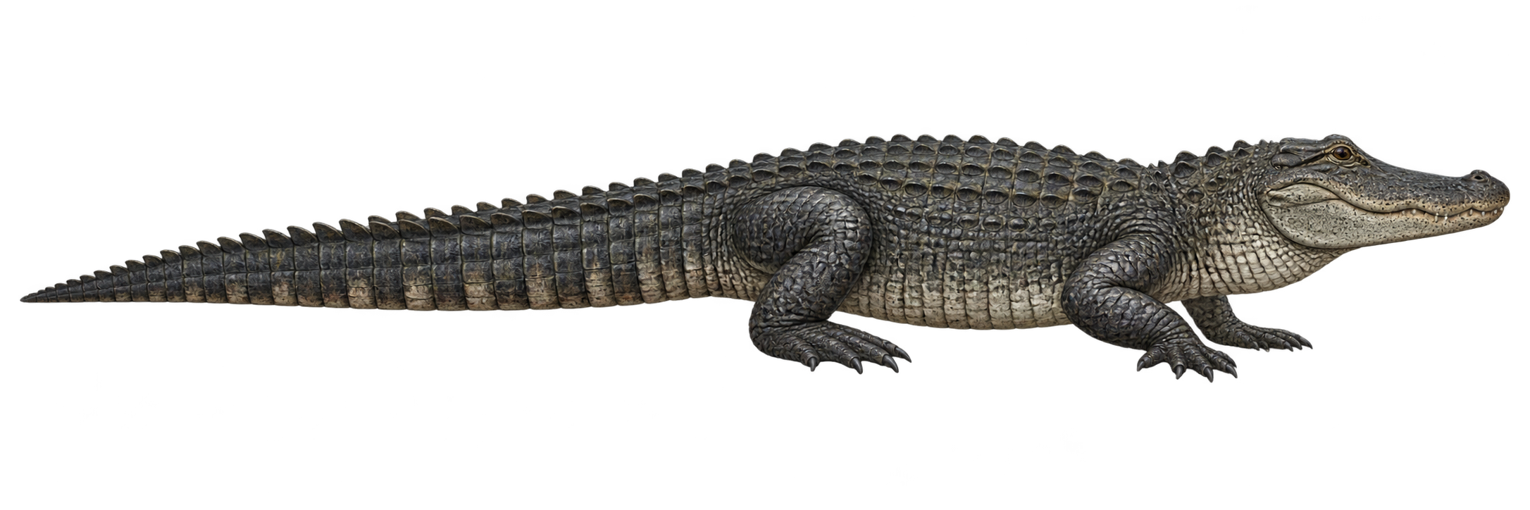 Aligator amerykański, porównanie: długość