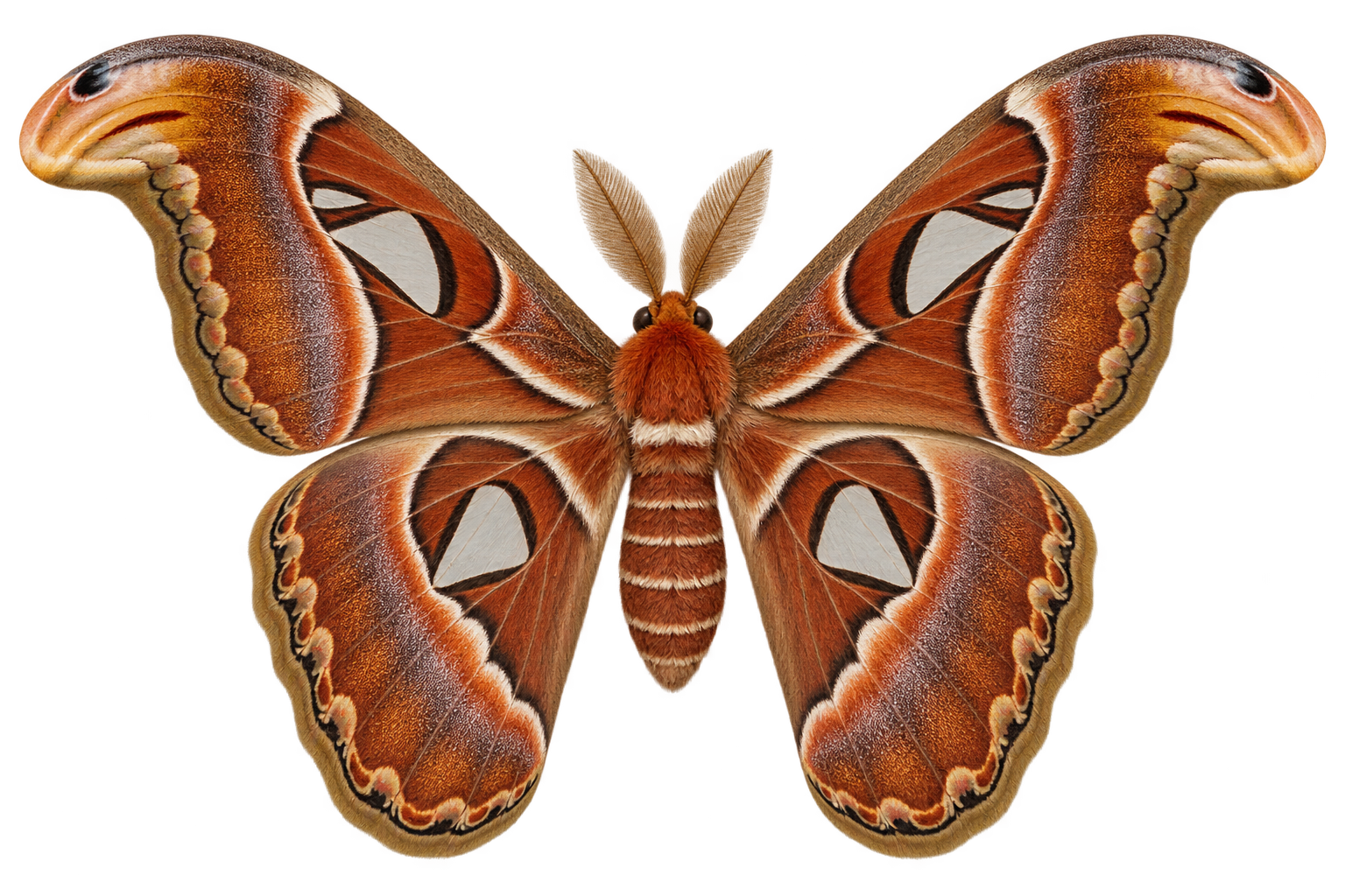 Atlas moth, reference object for length comparison