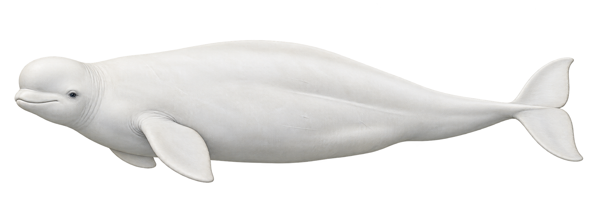 Beluga, für den Vergleich: Länge
