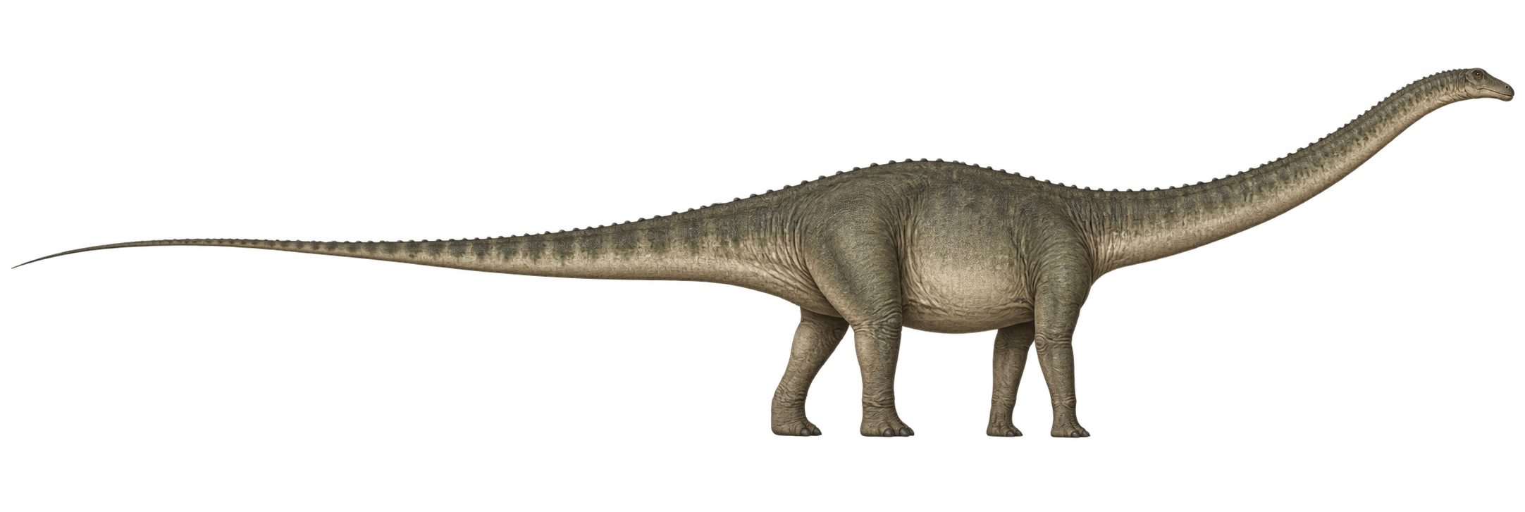 Diplodocus, used for the length comparison
