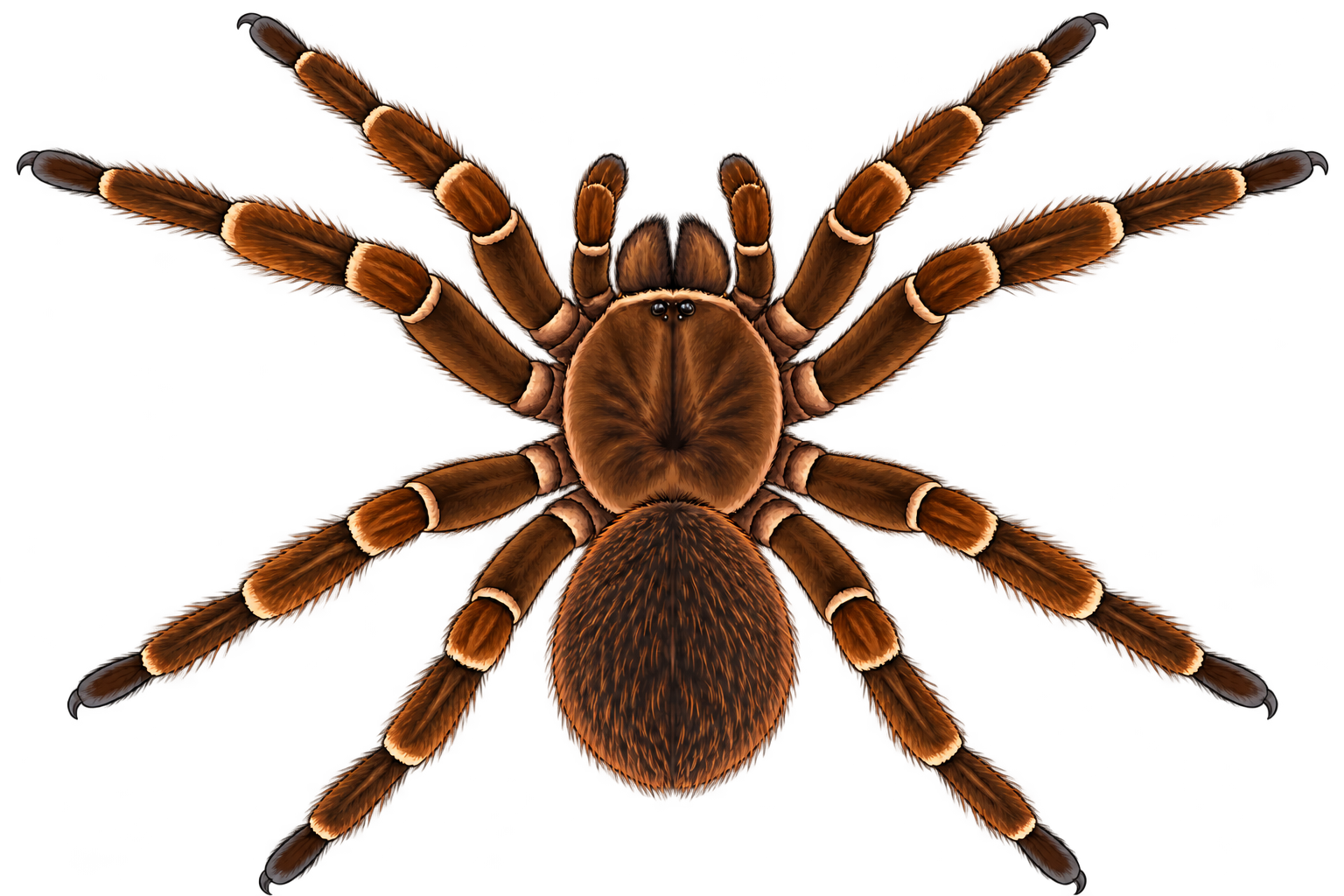 Goliath birdeater, used for the length comparison