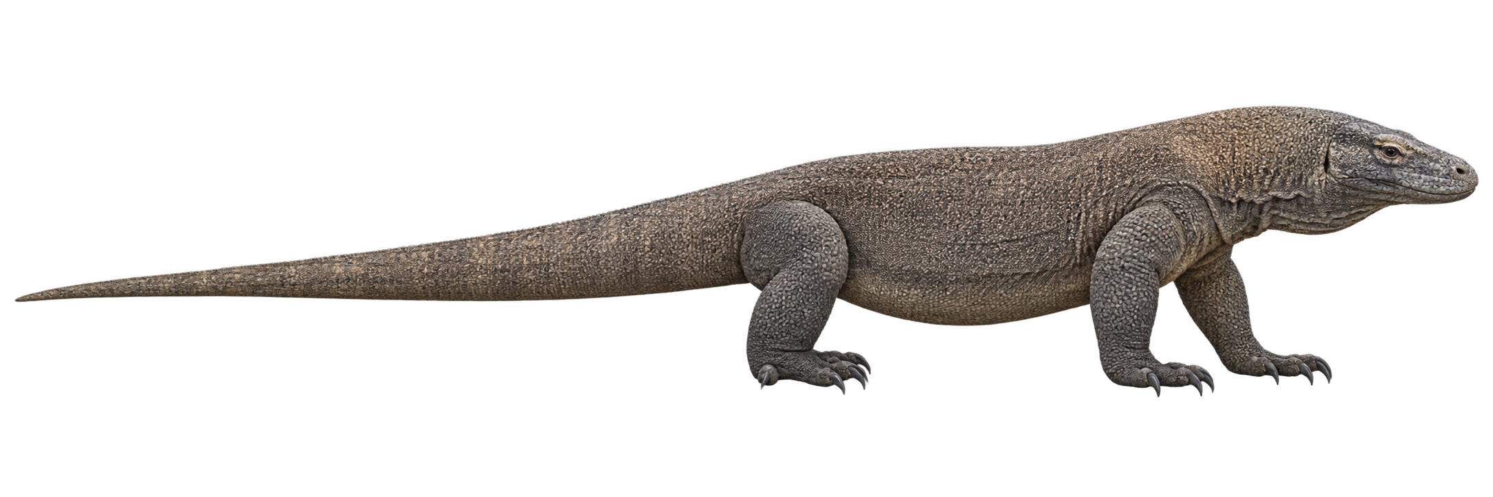 Komodo dragon, used for the length comparison