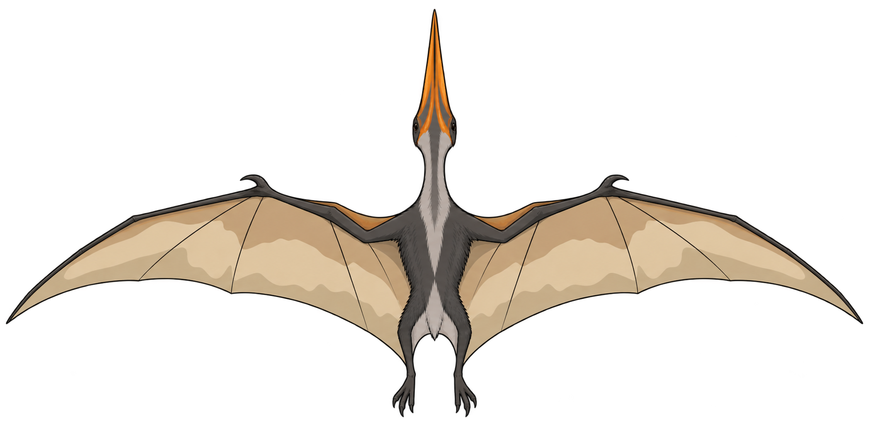 Pteranodon, porównanie: długość