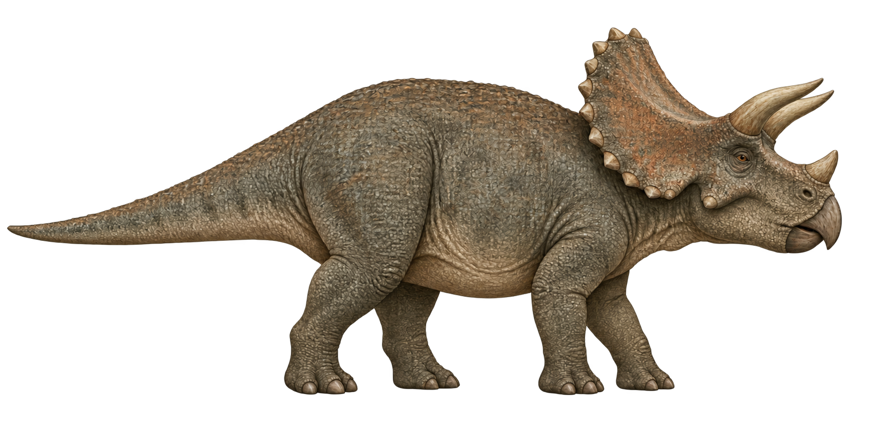 Triceratops